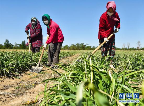  5月11日，農(nóng)民在山西省大同市云州區(qū)西坪鎮(zhèn)唐家堡村邊的黃花菜地里除草。新華社發(fā)（柴婷 攝）